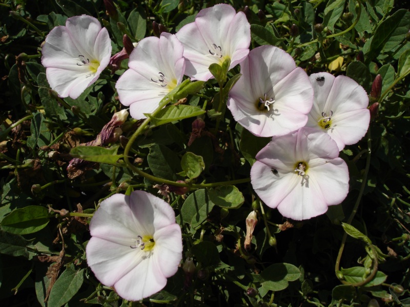 field bindweed